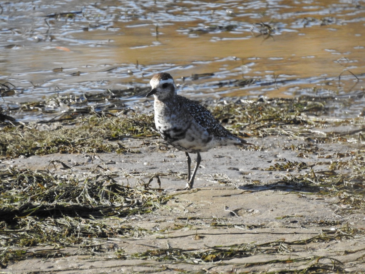 American Golden-Plover - ML392228741