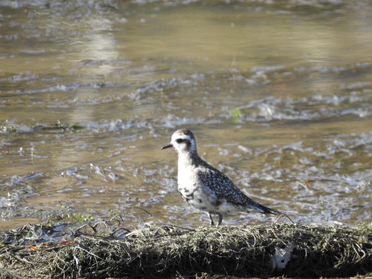 American Golden-Plover - ML392228751