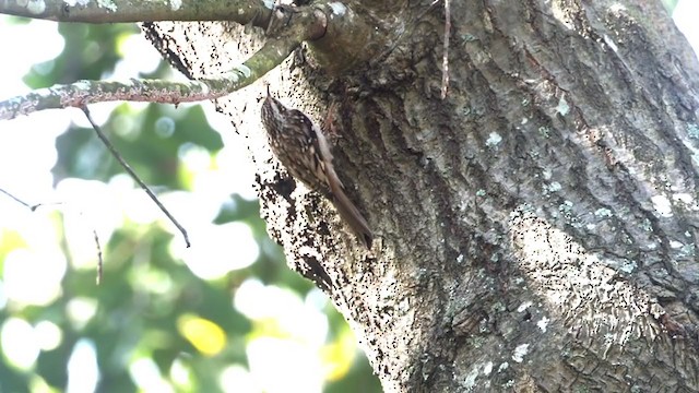 Brown Creeper - ML392229461