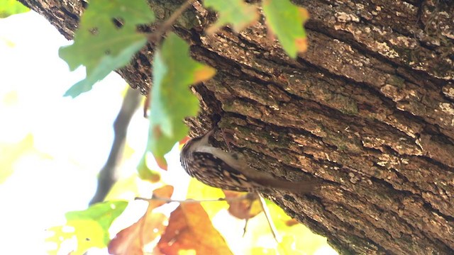 Brown Creeper - ML392229501