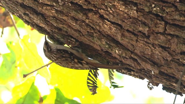 Brown Creeper - ML392229611