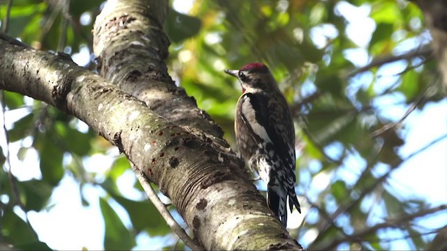 Yellow-bellied Sapsucker - ML392229861