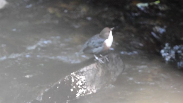 Гялаан омруут харзлай - ML392229881