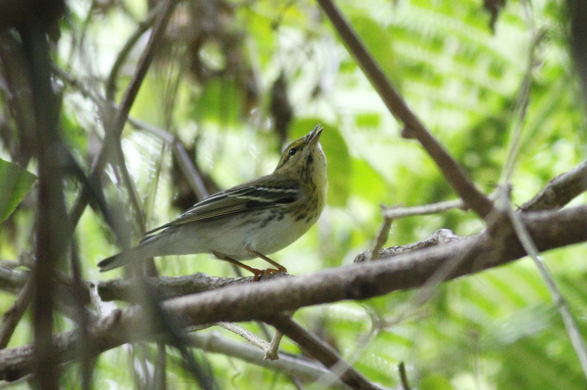 Blackpoll Warbler - ML392229941