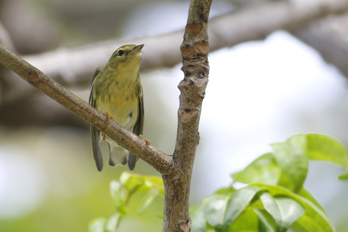 Blackpoll Warbler - ML392229951