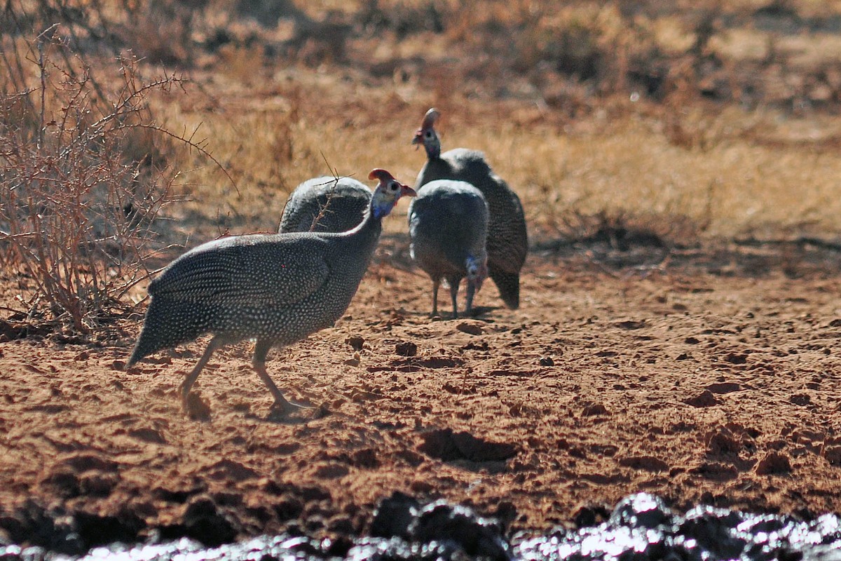 Helmeted Guineafowl - ML392232161