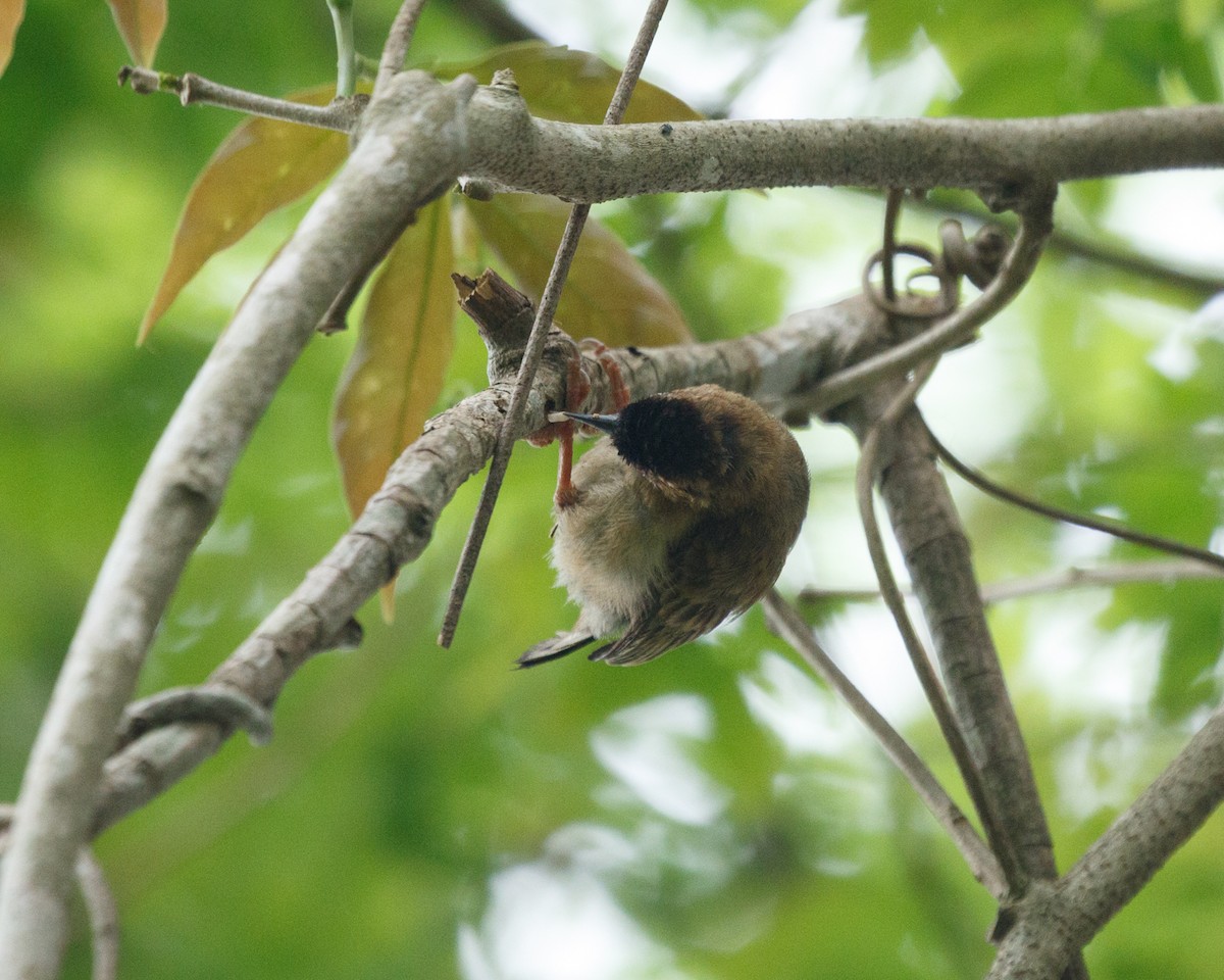 Rusty-necked Piculet - ML392232751