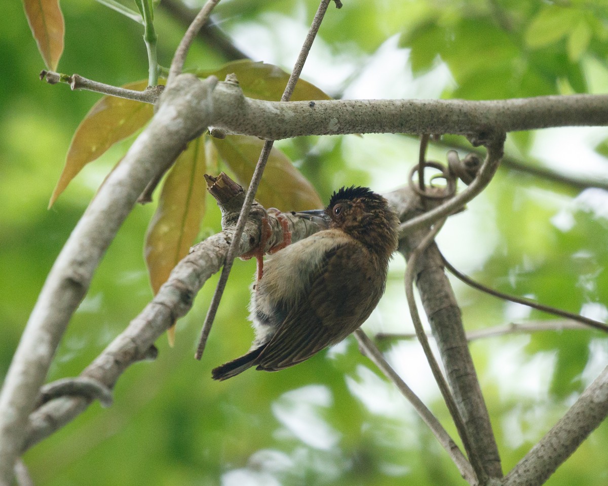 Rusty-necked Piculet - ML392232841