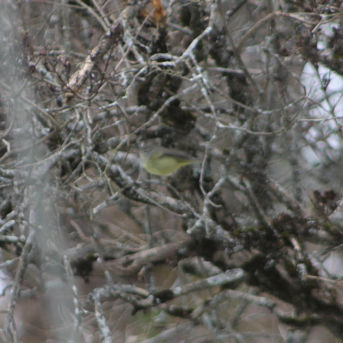 Orange-crowned Warbler - Kyle Jones