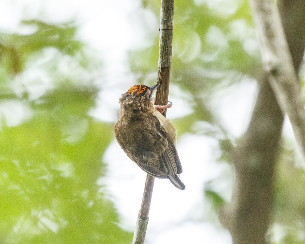 Rusty-necked Piculet - ML392232951
