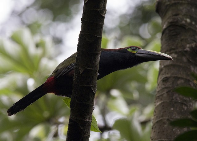 Yellow-eared Toucanet - ML39223681