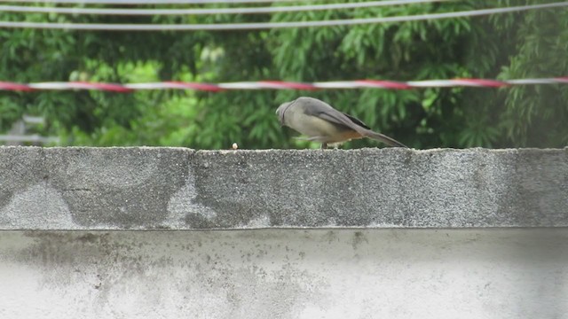 Bluish-gray Saltator - ML392237091