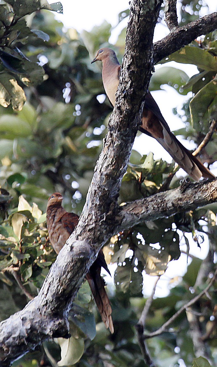 Amboyna Cuckoo-Dove - ML392238181