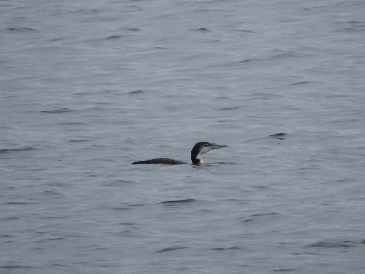 Common Loon - ML392239081