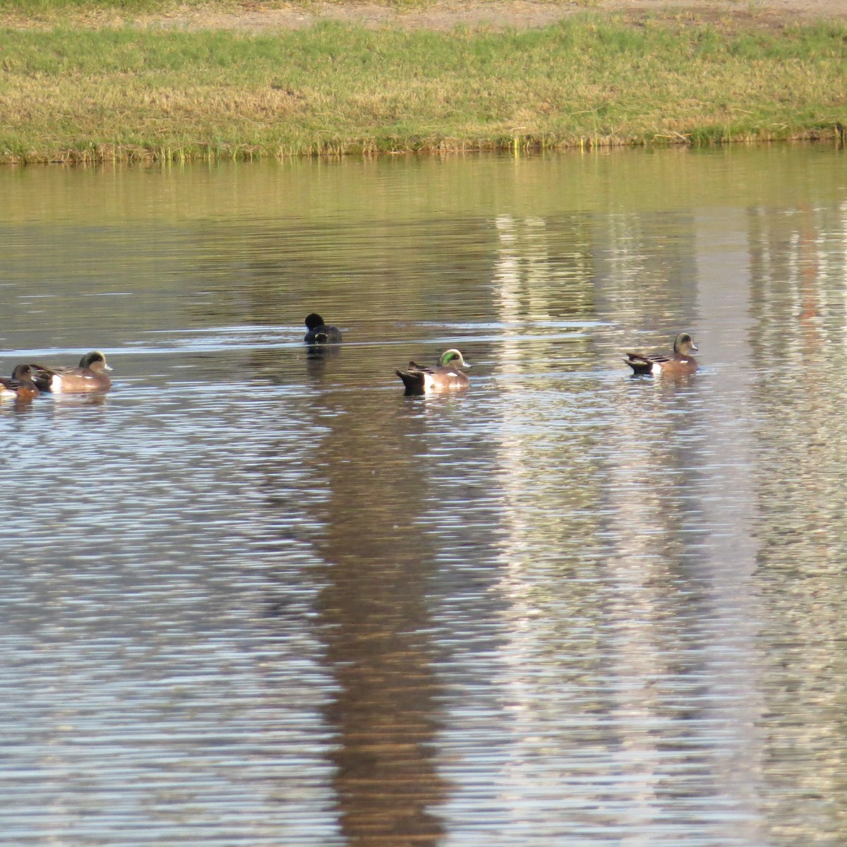 American Wigeon - ML39224031