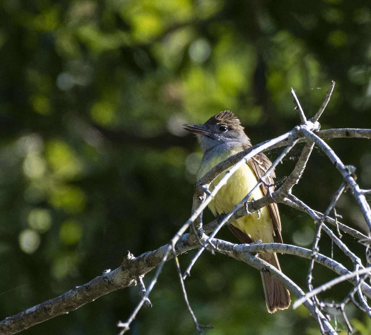 Great Crested Flycatcher - ML392241411