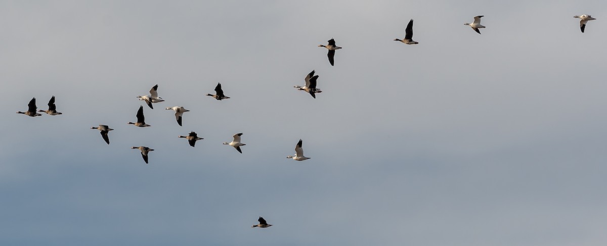 Ross's Goose - ML392244031