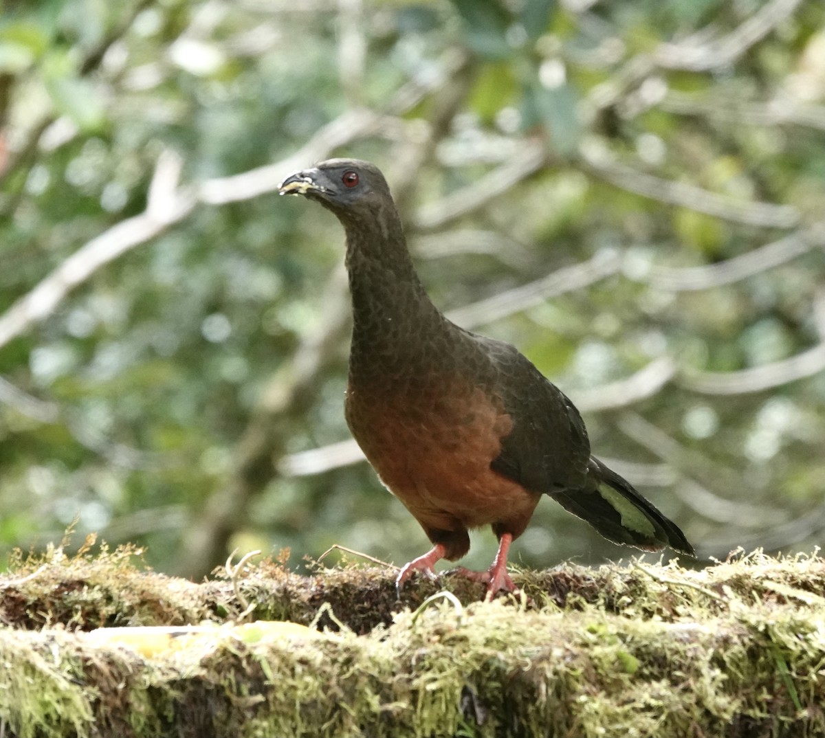 Sickle-winged Guan - ML392244351