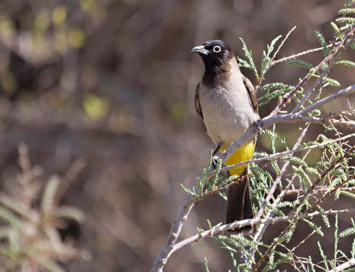 White-spectacled Bulbul - ML392245261