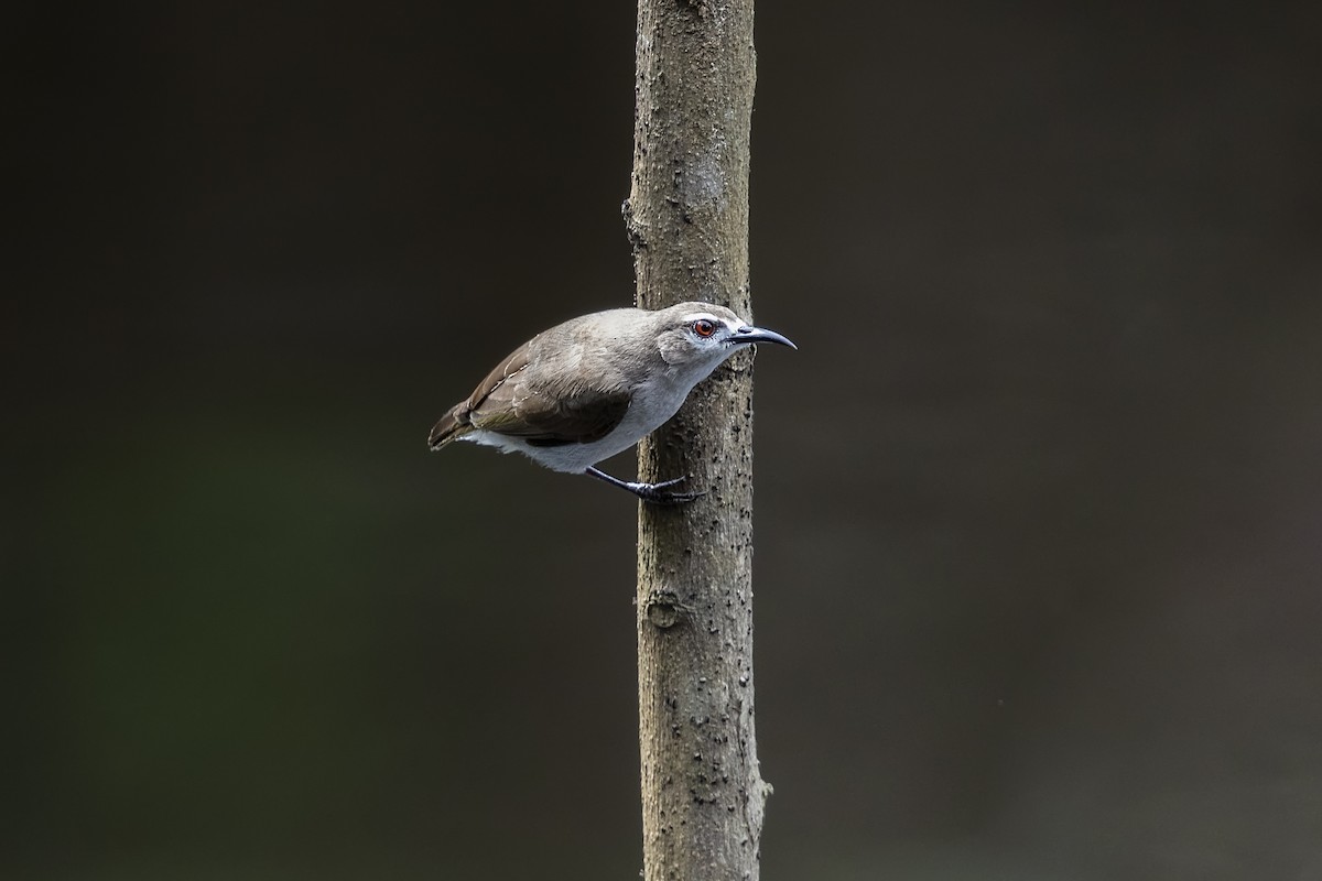 Mouse-brown Sunbird - ML392245541