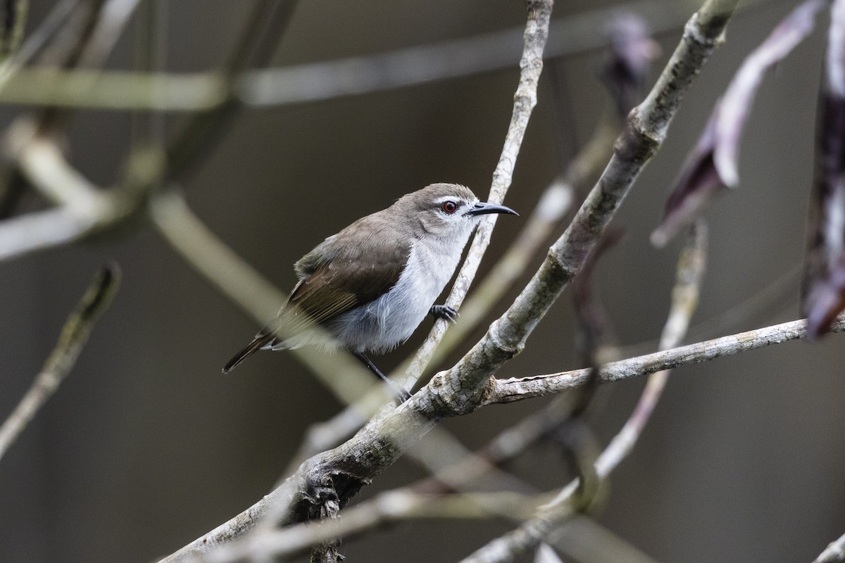 Mouse-brown Sunbird - ML392245661