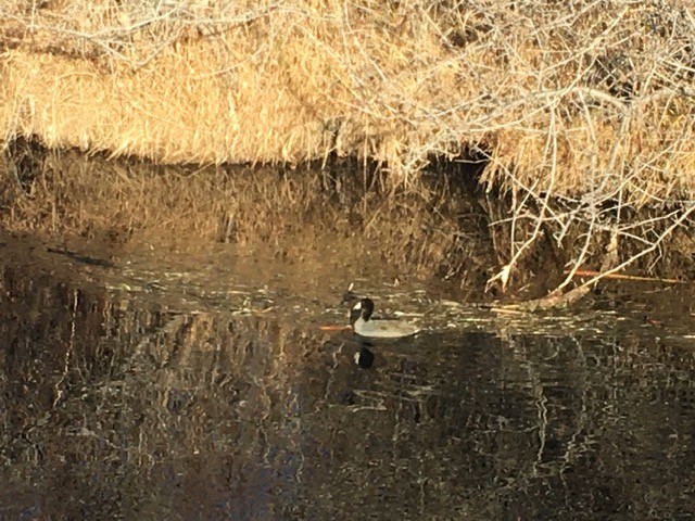 American Coot - ML392245681