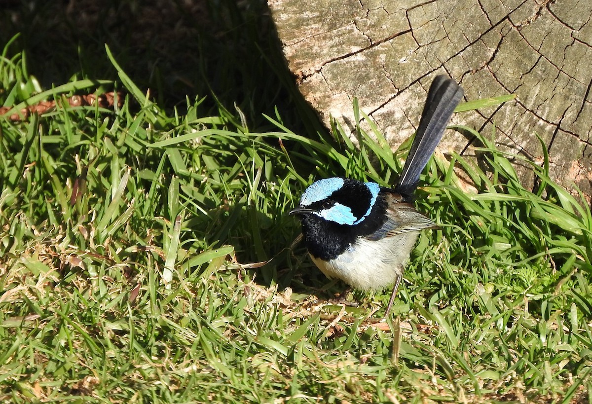 Superb Fairywren - ML392247321