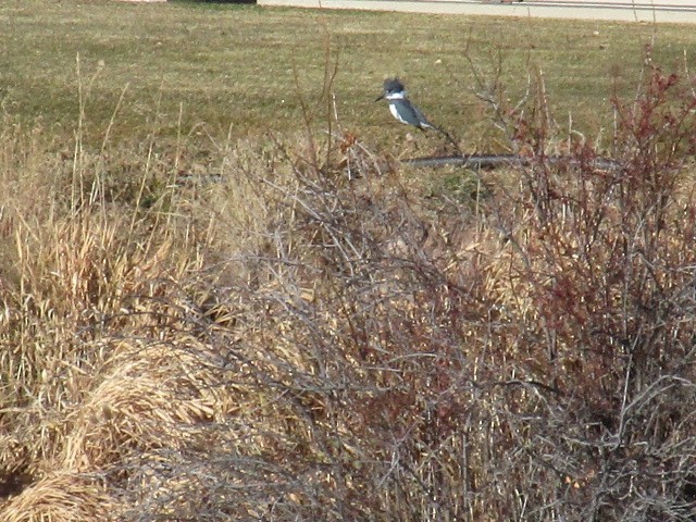 Belted Kingfisher - ML392248291