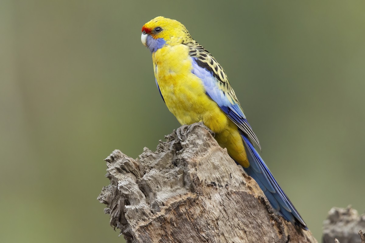 Crimson Rosella (Yellow) - ML392249221