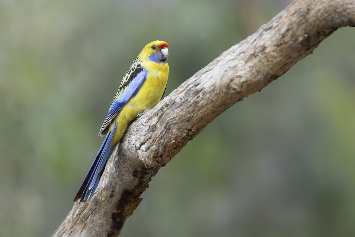 Crimson Rosella (Yellow) - ML392249311