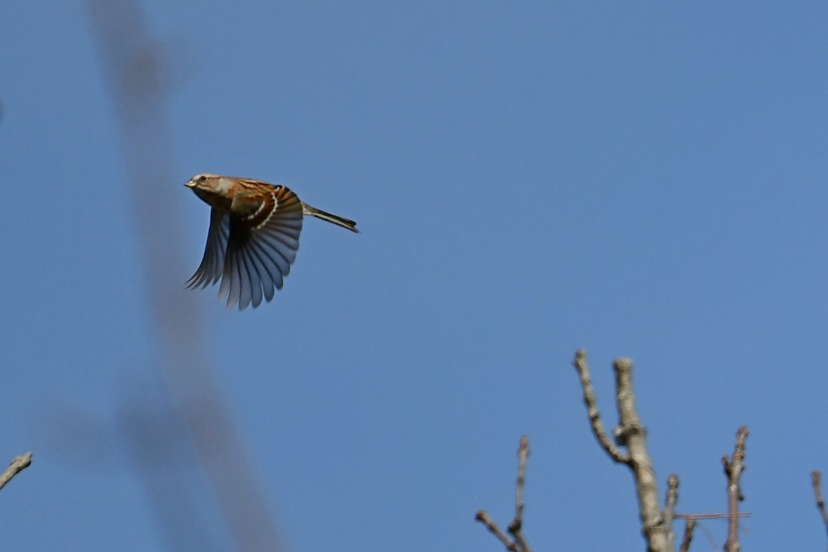 American Tree Sparrow - ML392249701