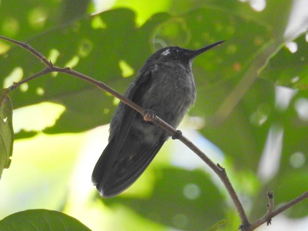 Colibrí Cabeciazul - ML392251551