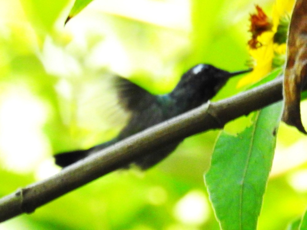 Violet-headed Hummingbird - Fernando Nunes