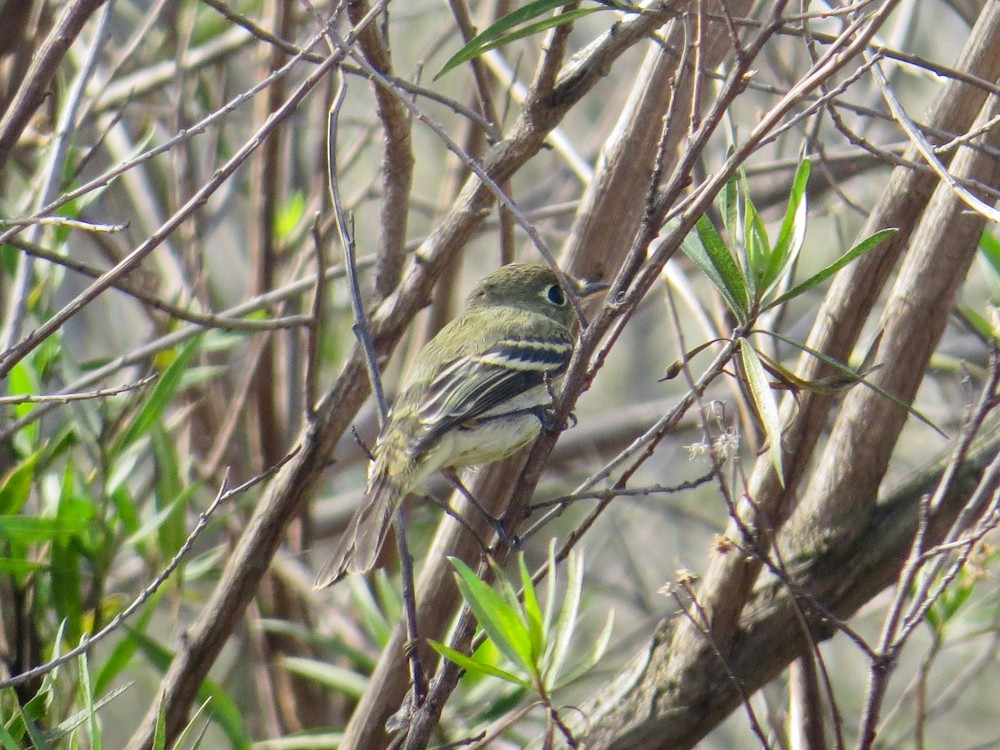 Western Flycatcher (Pacific-slope) - ML392253421