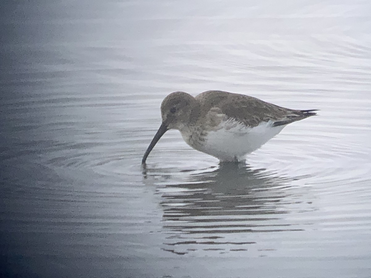 Dunlin - ML392253651