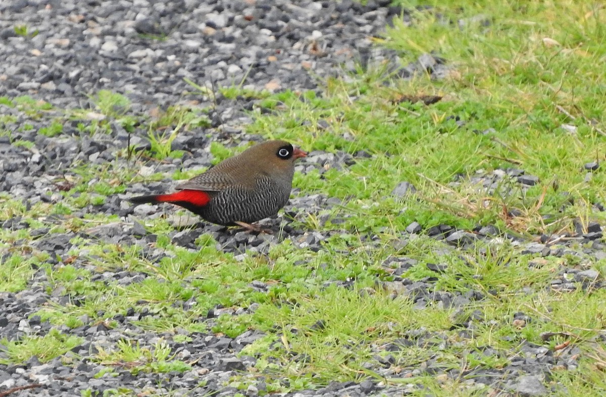 Beautiful Firetail - ML392255141