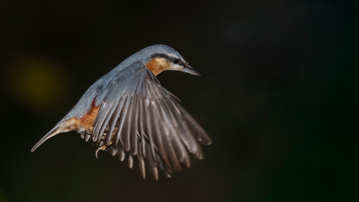 Eurasian Nuthatch - babur hakarar