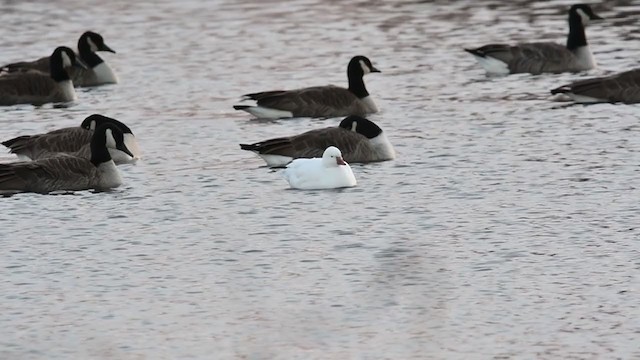 Ross's Goose - ML392258631