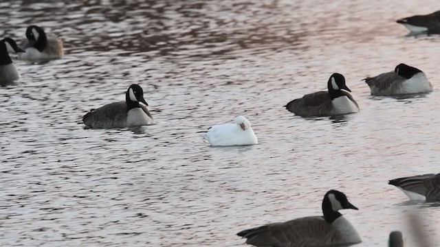 Ross's Goose - ML392258671