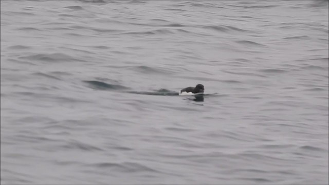 Thick-billed Murre - ML392260461