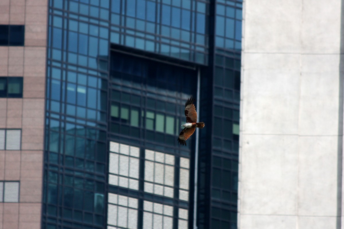 Brahminy Kite - ML392261191