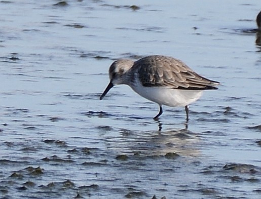 Western Sandpiper - Bill Elrick