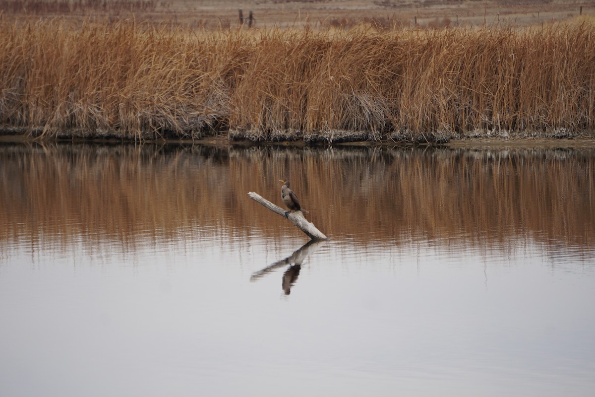 Double-crested Cormorant - ML392263101