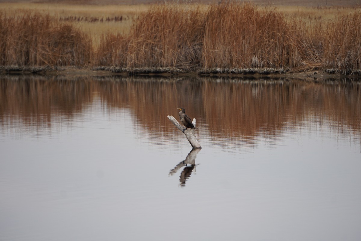 Double-crested Cormorant - ML392263121