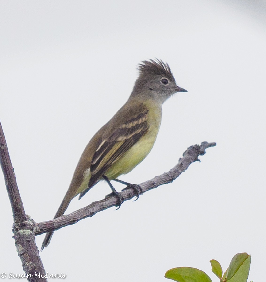 Fiofío Ventriamarillo - ML392264231