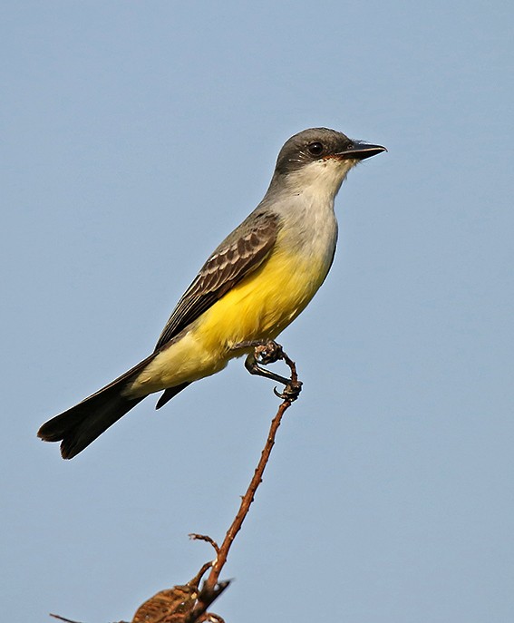 Snowy-throated Kingbird - ML39226501