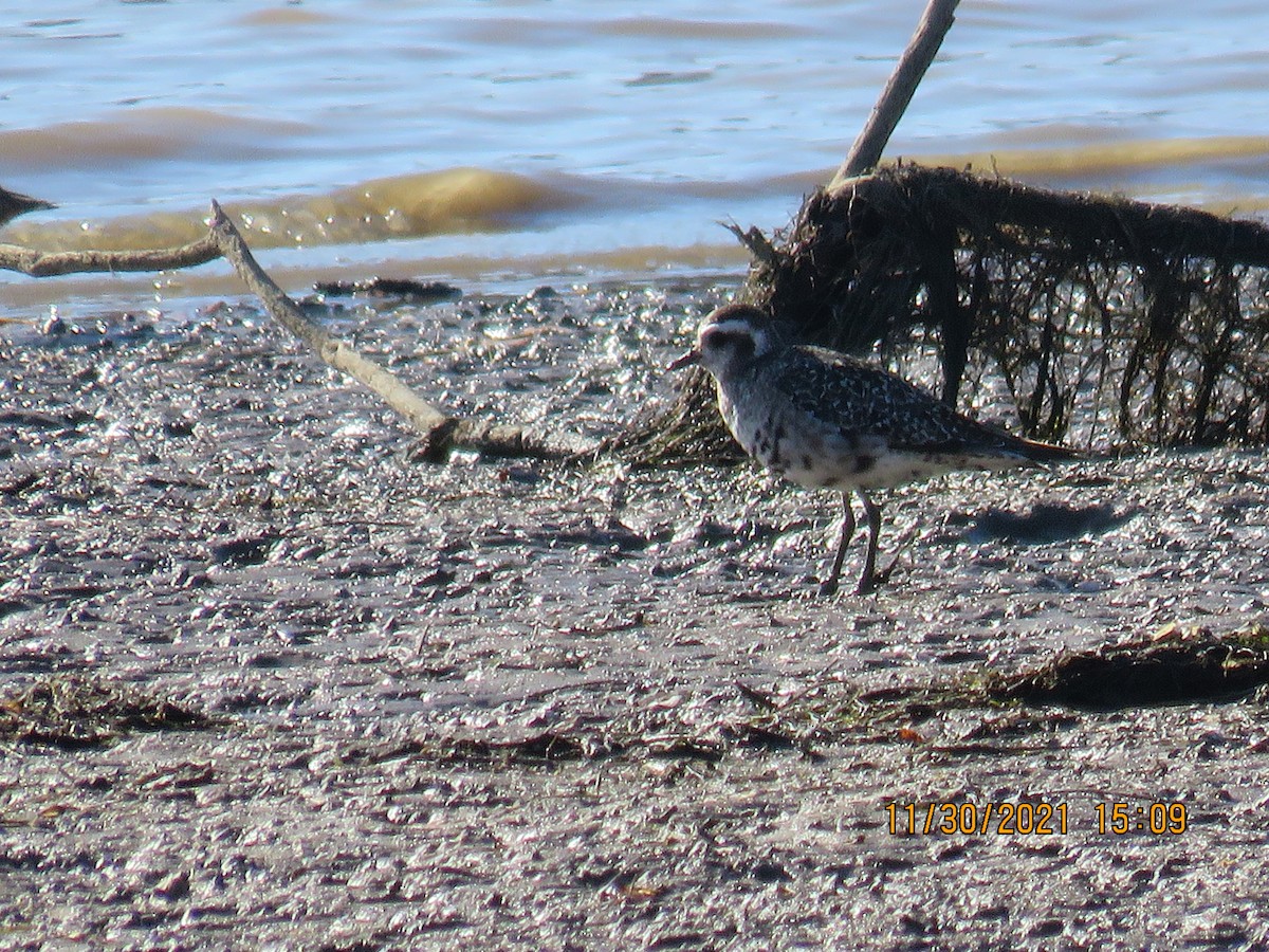 American Golden-Plover - ML392265051