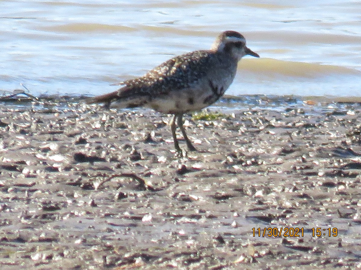 American Golden-Plover - ML392265141