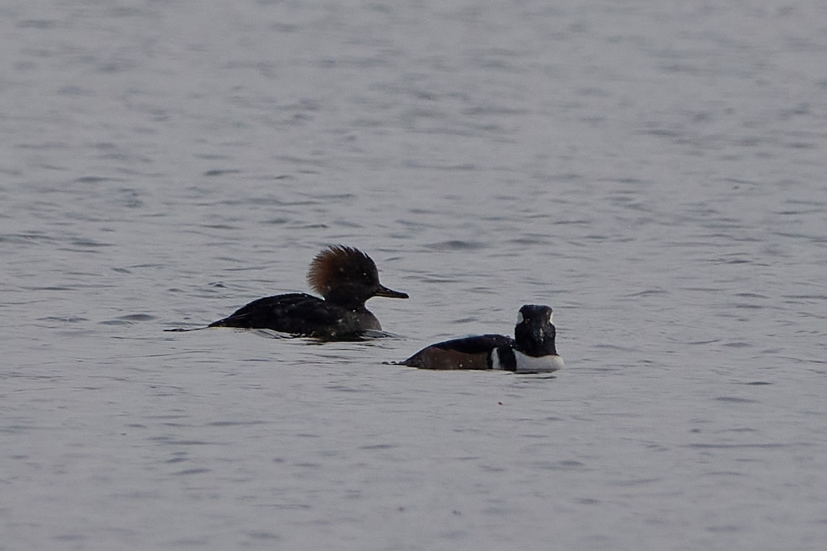 Hooded Merganser - ML392266451