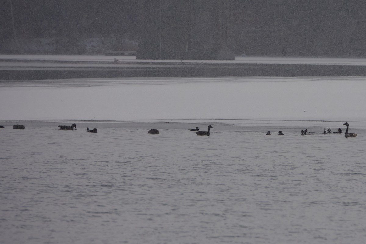 Hooded Merganser - ML392266531